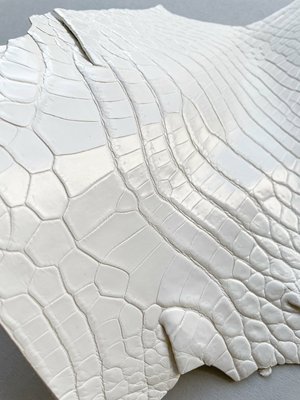 Crocodiles' neck, ivory color
