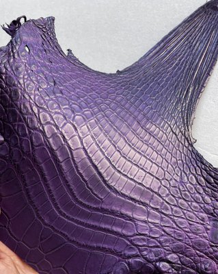 Crocodiles' neck, violet color