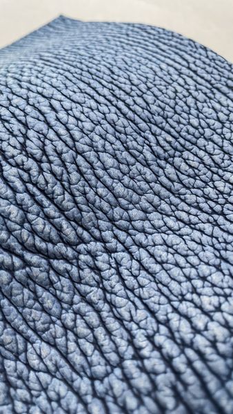 Shark leather piece, blue