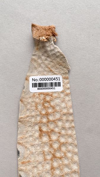 Лоскут шкіри крокодила, кемел 000000451 фото