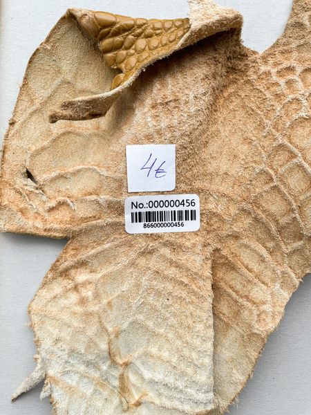 Лоскут шкіри крокодила 000000456 фото
