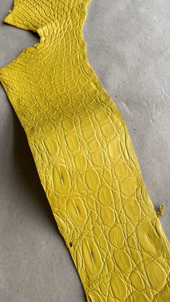 Kaiman flank, yellow color